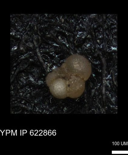 undet. Globorotaliidae