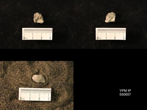 Marginifera wabashensis