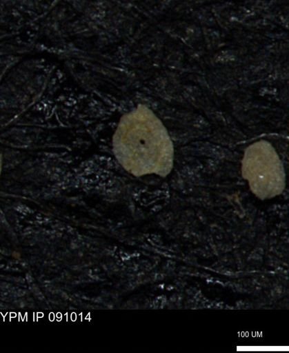 Spirolocammina subcircularis