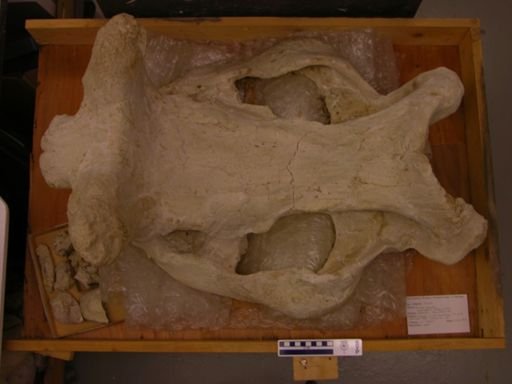Brontops robustus