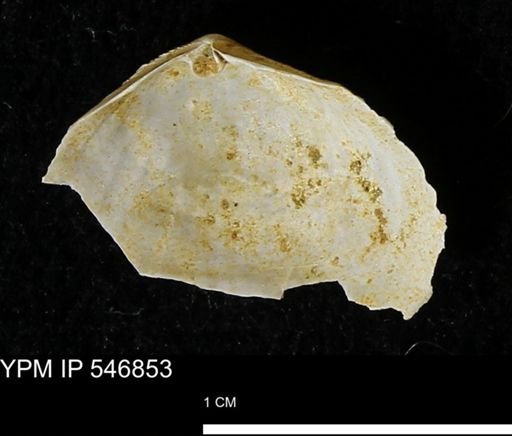 Cumingia tellinoides