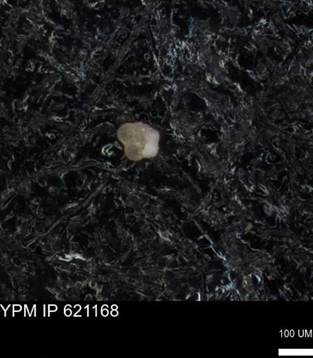 undet. Rugoglobigerinidae