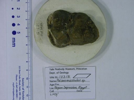 Palaeomastodon sp.
