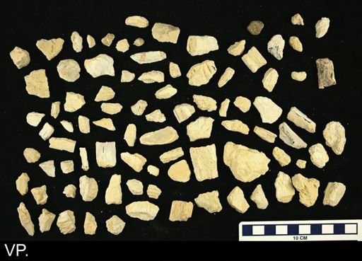 Spisula elliptica