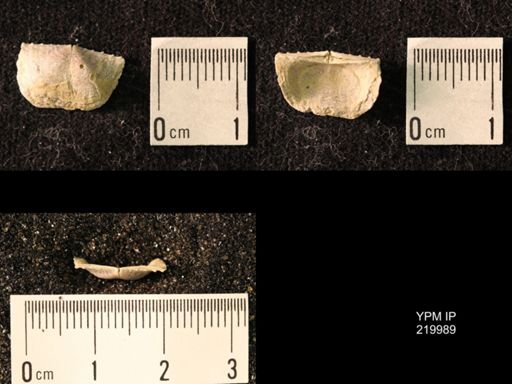 Chonetes sp.