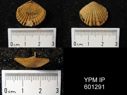 Leptocoelia flabellites