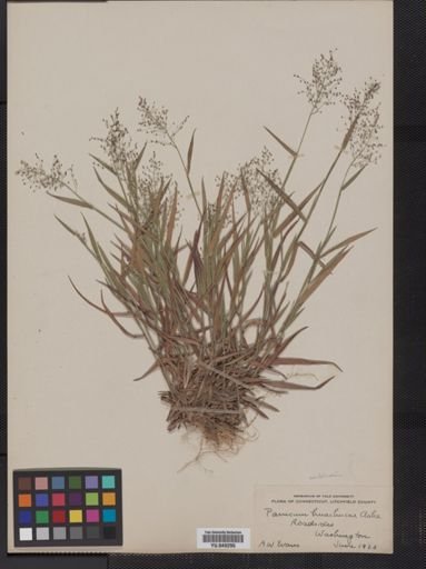 Panicum huachucae