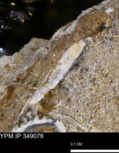 undet. Mollusca