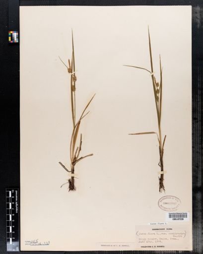 Carex flava
