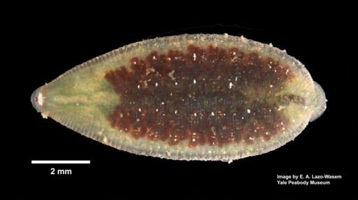 Placobdella picta