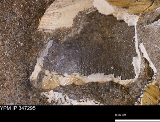 undet. Bivalvia