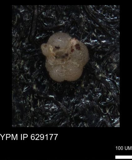undet. Rugoglobigerinidae