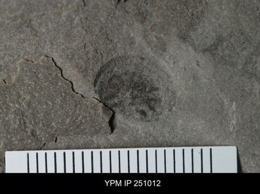 undet. Xiphosurida
