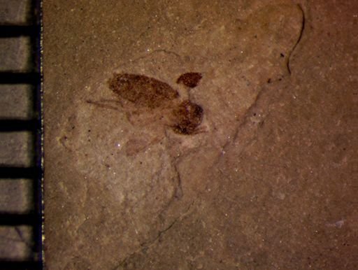 undet. Diptera