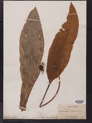 Elaphoglossum