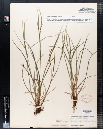 Carex oligocarpa