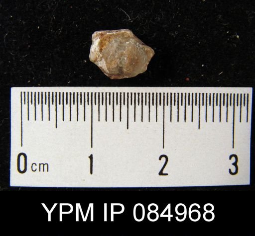 Leptaenisca foerstei
