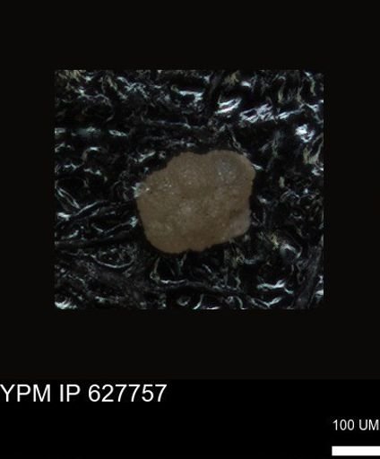 undet. Foraminiferida