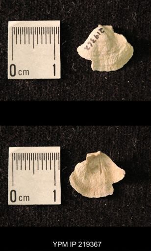 Chonetes granulifer