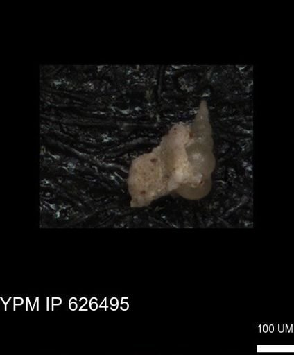 Heterohelicidae