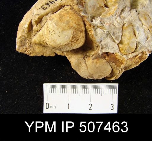 Eodevonaria sp.