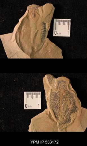 Elrathia kingi