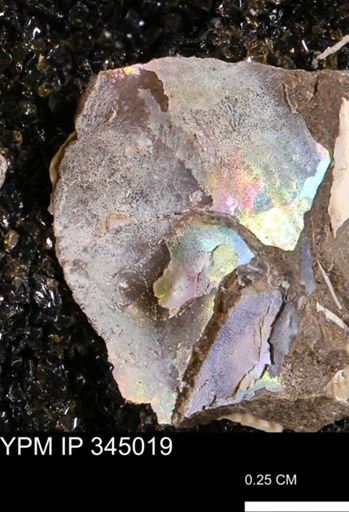 undet. Ammonoidea