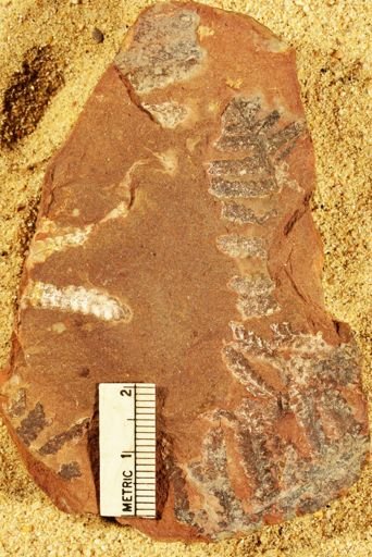 Pecopteris