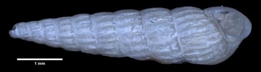 Turbonilla punicea
