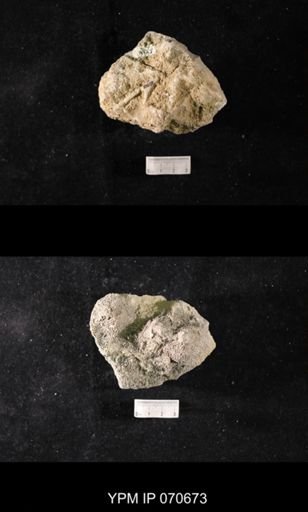 Favosites? louisvillensis