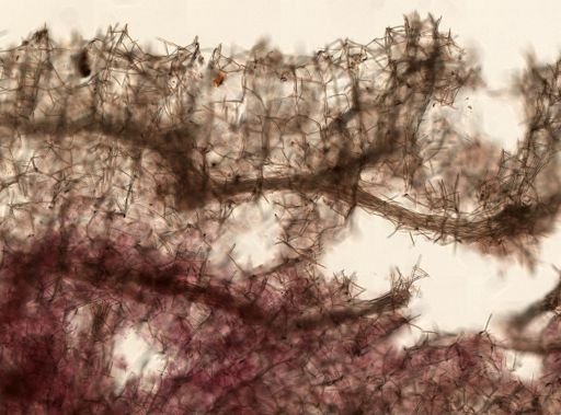 Haliclona (Reniera) sp.