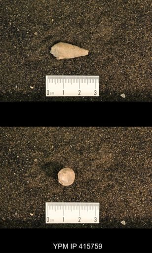 Meekospira choctawensis