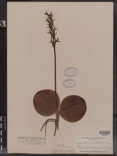 Habenaria hookeri