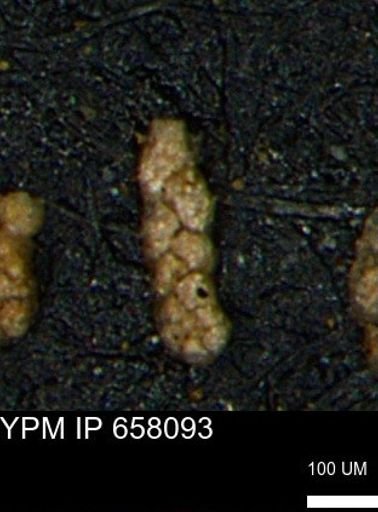 Ammobaculoides phaulus