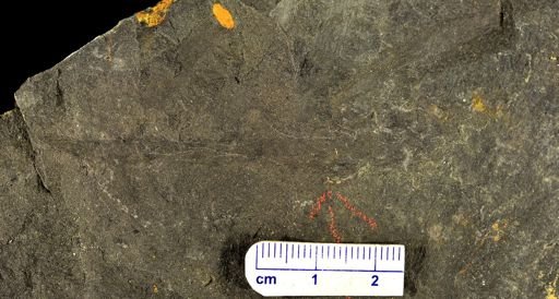 Drepanophycus sp.