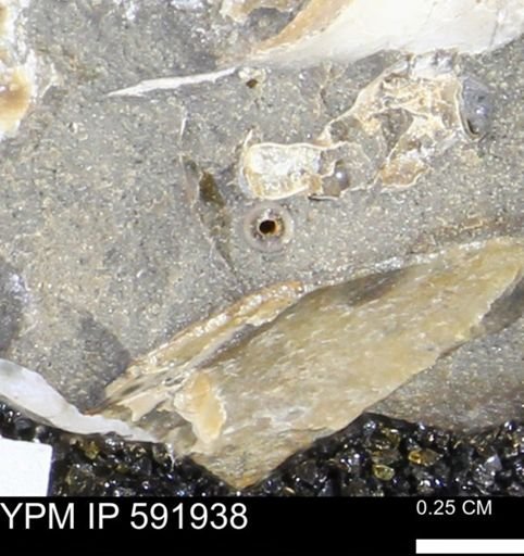 Serpulidae