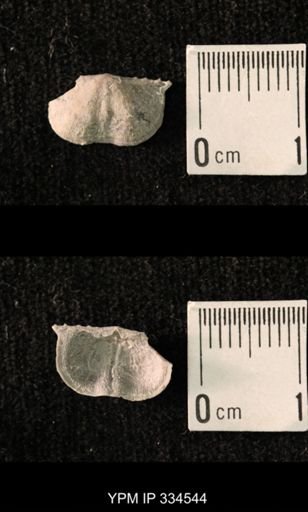 Mesolobus striatus