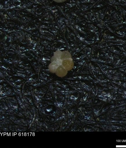 undet. Rugoglobigerinidae
