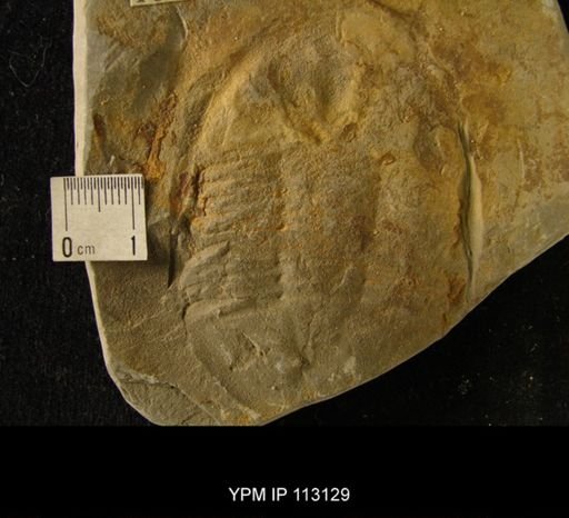 Asaphus homfrayi