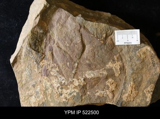 undet. Arthropoda