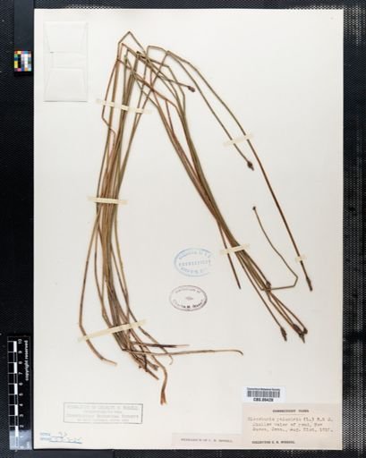 Eleocharis palustris