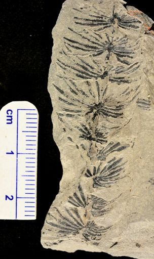 Asterophyllites sp.