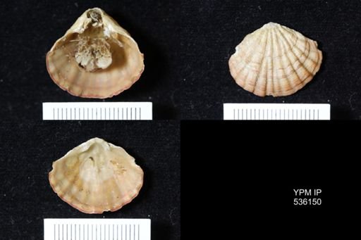 Terebratalia