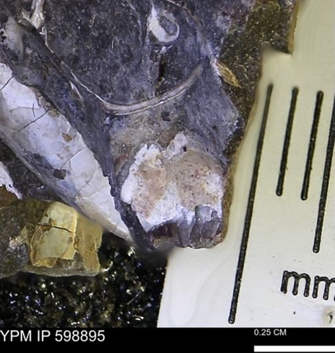 undet. Mollusca