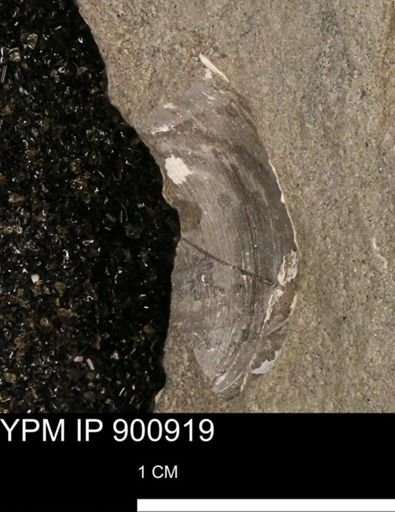 undet. Bivalvia