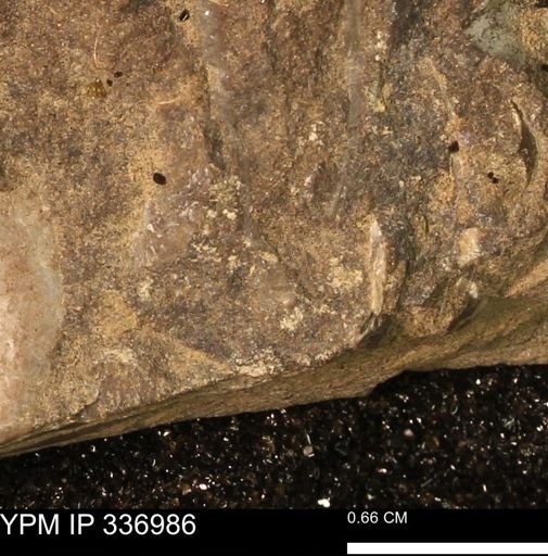 undet. Mollusca