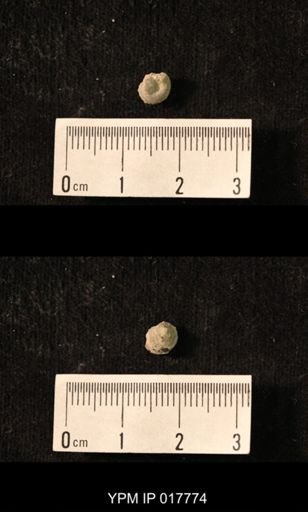 Worthenia cirriformis