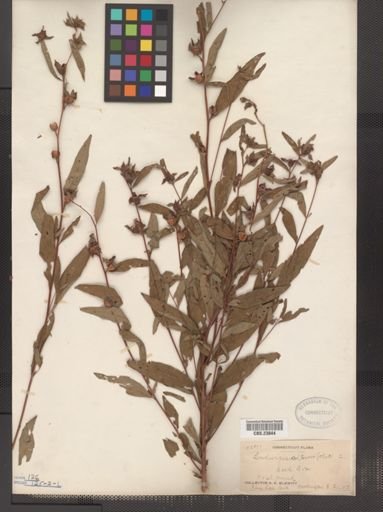 Ludwigia alternifolia
