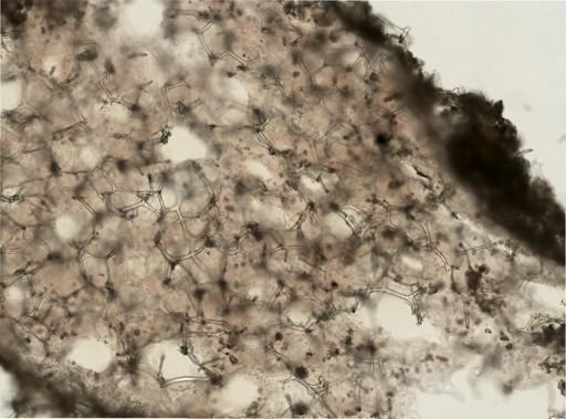 Heteroscleromorpha