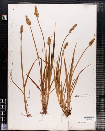 Carex stipata